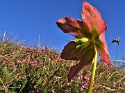 Alla Madonnina del Costone con Corna Bianca e con tanti fiori da Salmezza-3apr23 - FOTOGALLERY